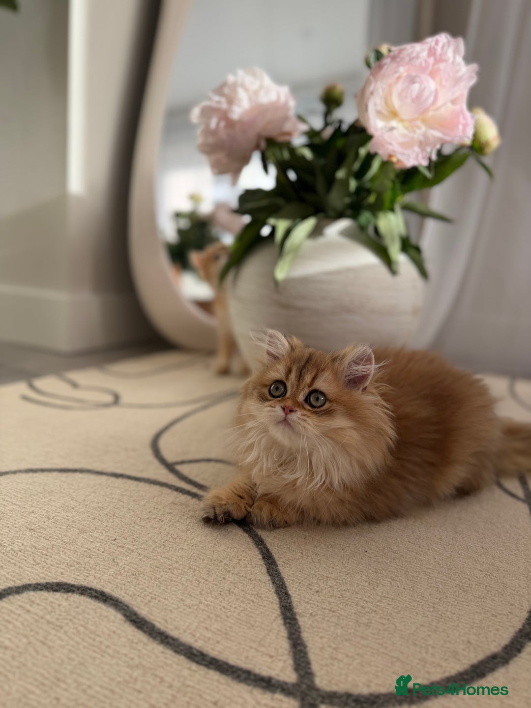 British Shorthair cats for sale: Golden British Longhair kitten  - Advert 21