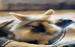 Mini Lion Lop rabbits for sale: Lion lop bunnies - Image 5