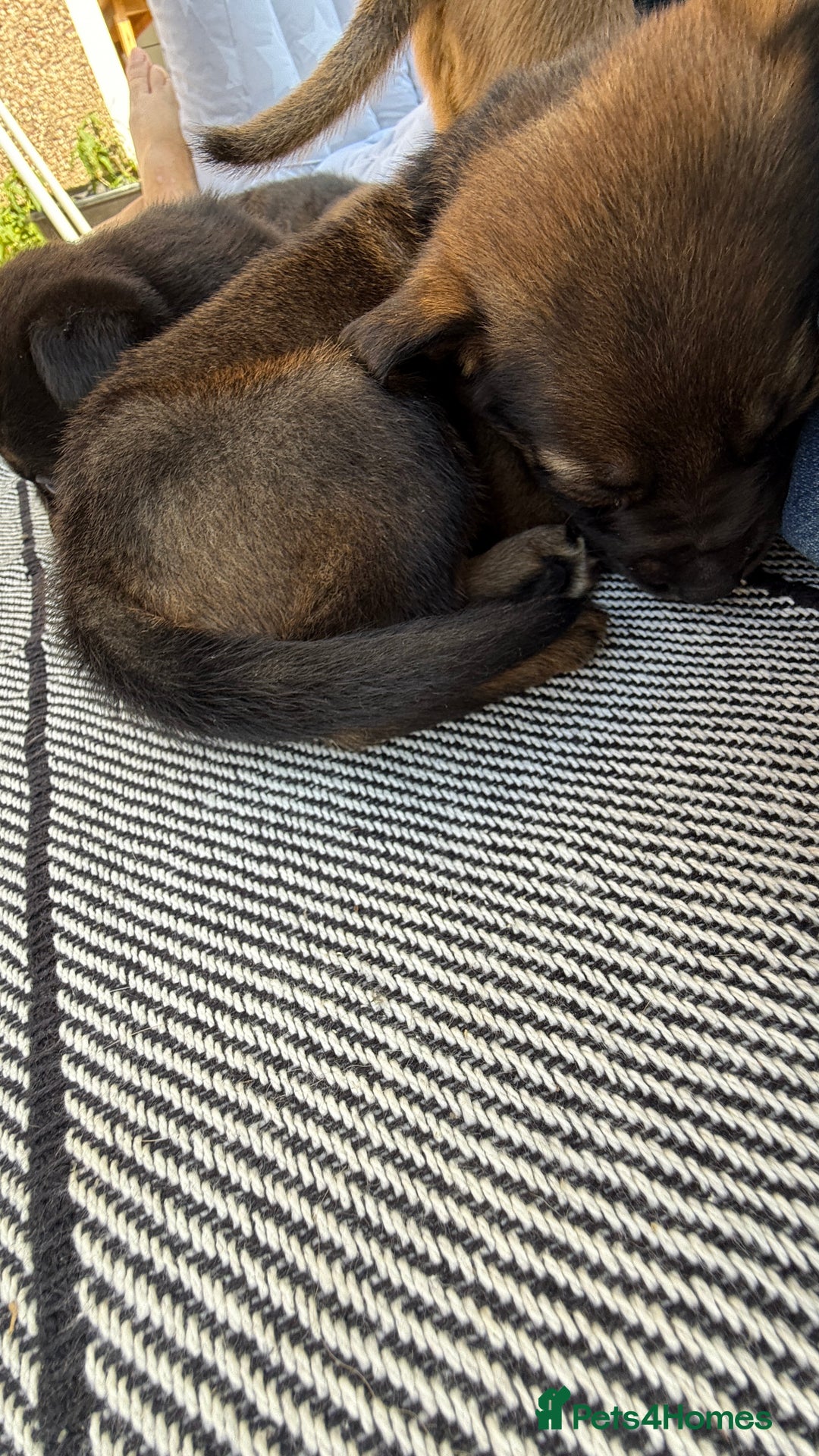 Mixed Breed dogs for sale: German Shepherd cross American bulldog puppies - Image 26