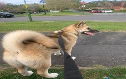 Akita dogs for sale: Female akita - Image 5
