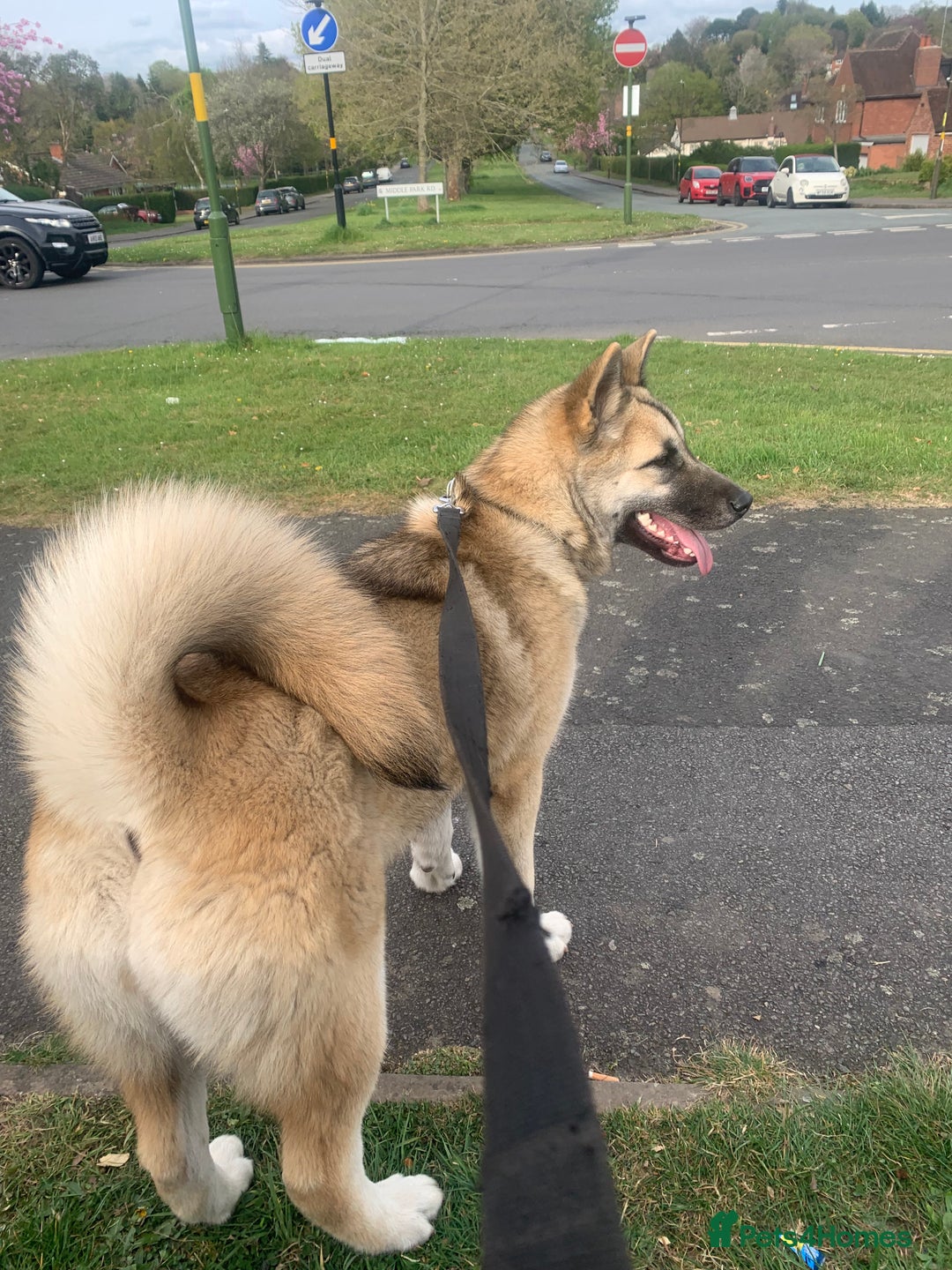 Akita dogs for sale: Female akita - Image 5