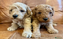 Toy Poodle dogs for sale: Toy poodles  - Image 6