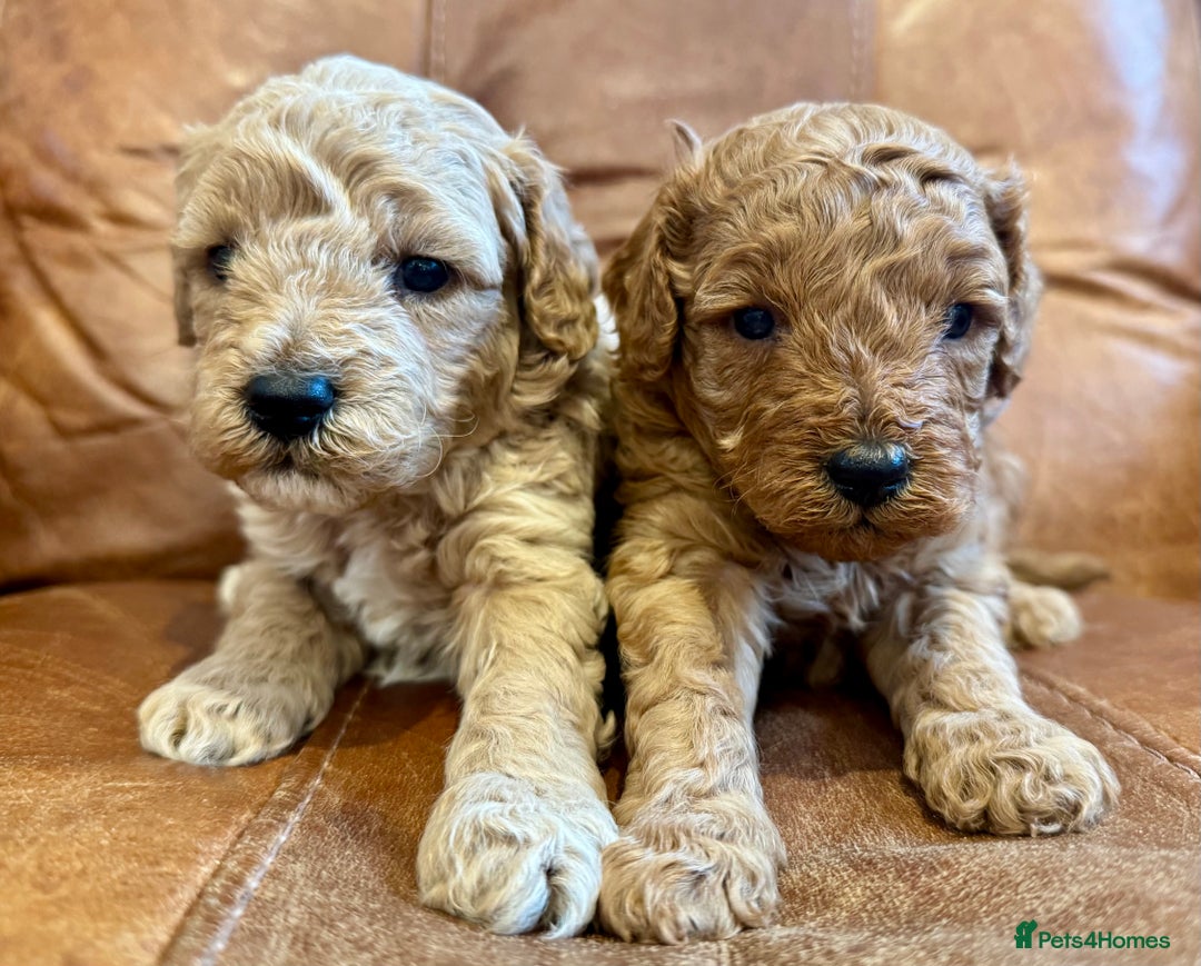 Toy Poodle dogs for sale: Toy poodles  - Image 6