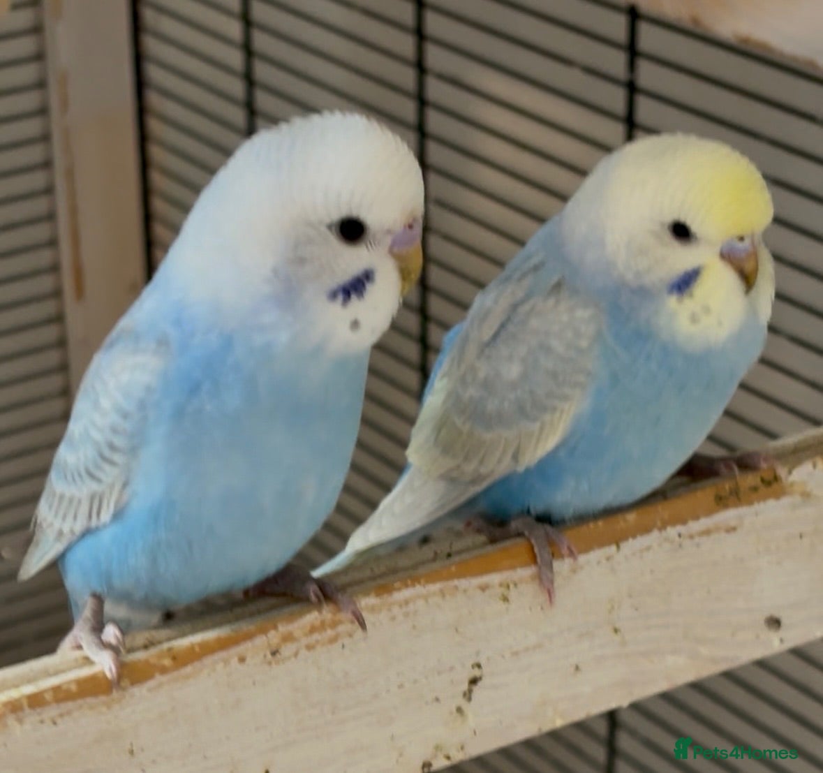 Budgerigars birds Beautiful baby Greywing budgies - Advert 17