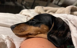 Miniature Dachshund dogs for sale: KC Miniature Dachshund - Image 4