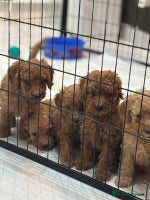 Goldendoodle dogs F1Australian Goldendoodel puppies - Advert 15