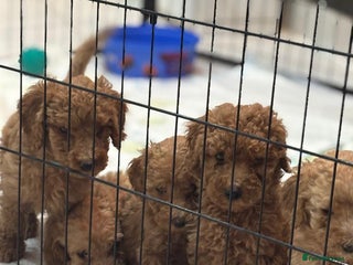 Goldendoodle dogs F1Australian Goldendoodel puppies - Advert 3