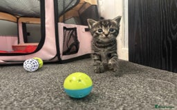 Mixed Breed cats for sale: 2 Kittens For Sale - Image 6