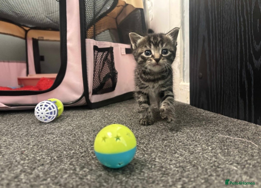 Mixed Breed cats for sale: 2 Kittens For Sale - Image 6