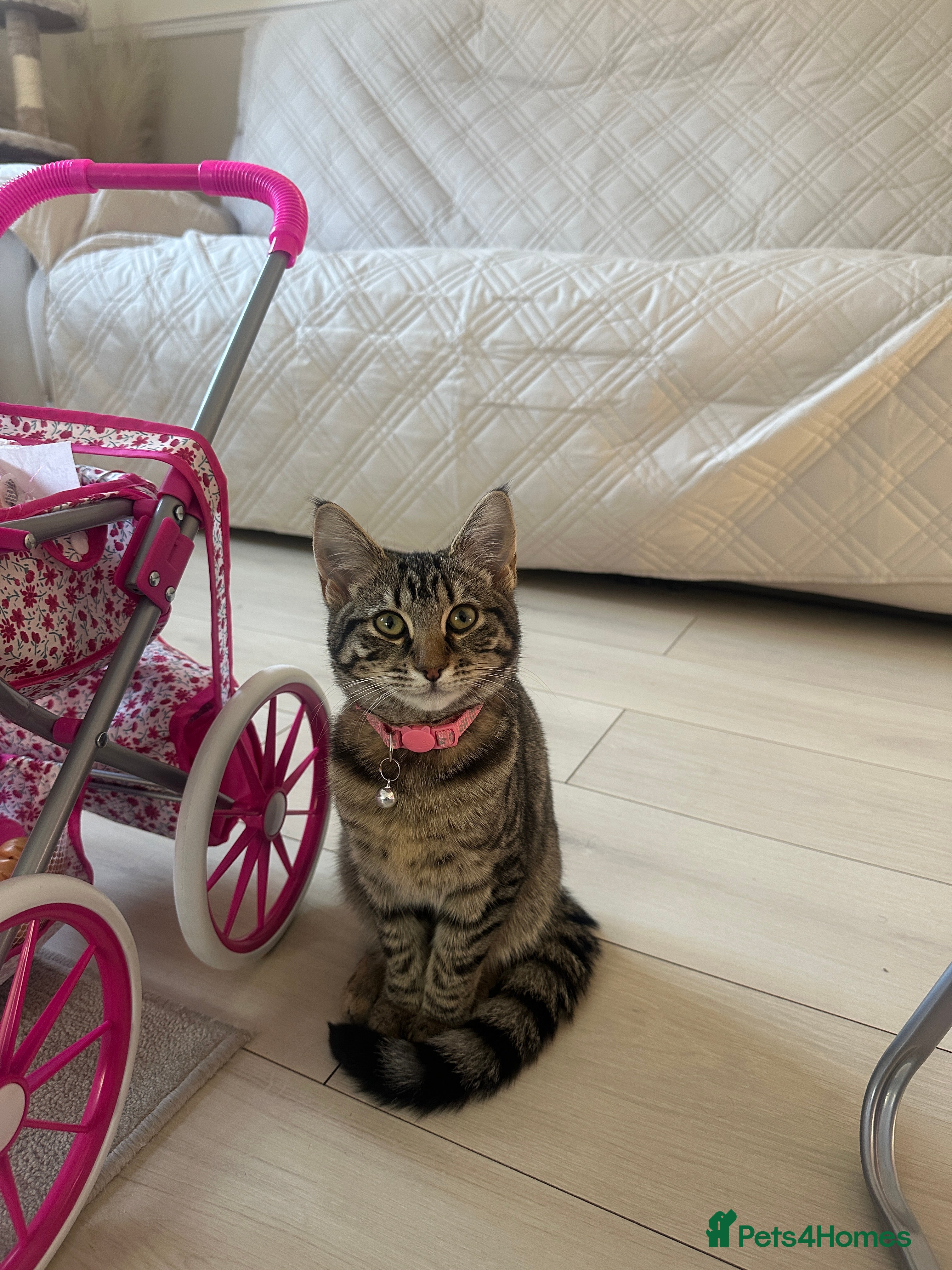 British Shorthair cats Selling a gorgeous kitten 10 months - Advert 10
