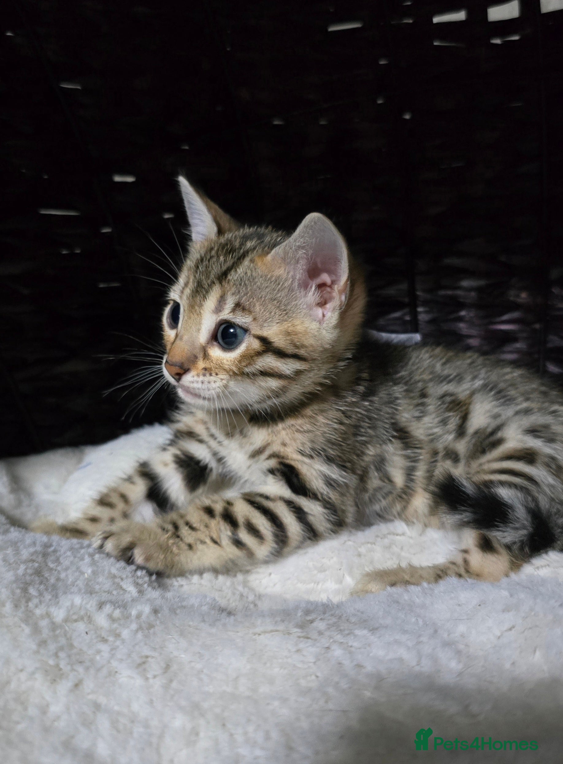 Bengal cats Just 3 girls left for reservation! - Advert 2