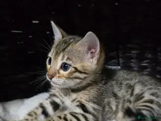 Bengal cats Just 3 girls left for reservation! - Advert 4