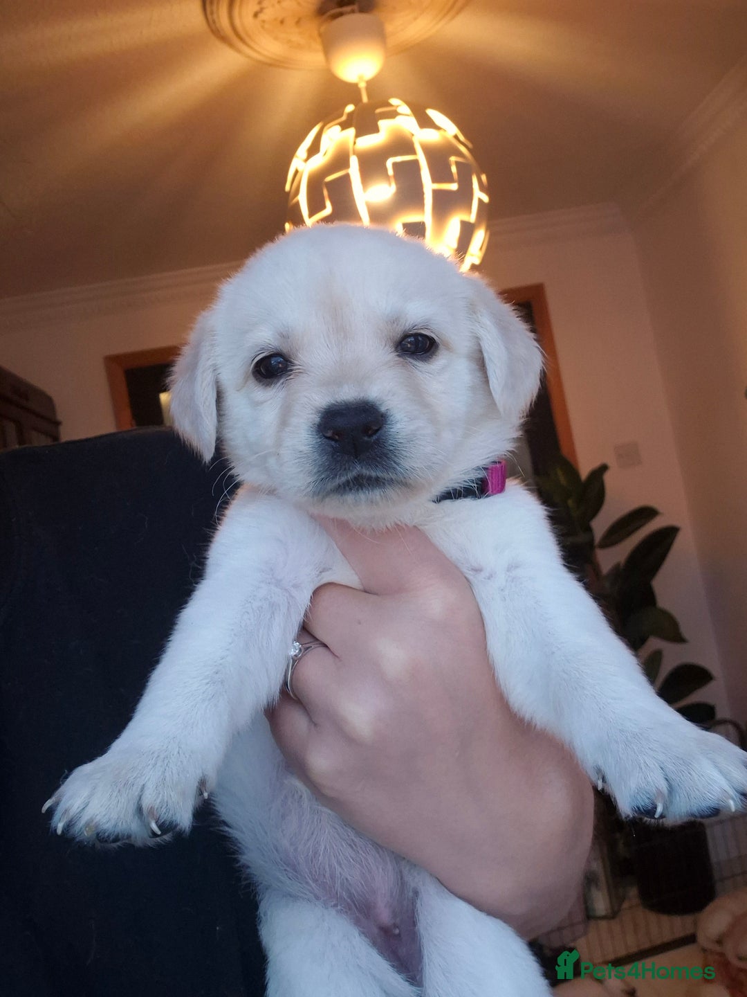 Labrador Retriever dogs for sale: Beautiful labrador puppies for sale - Image 17