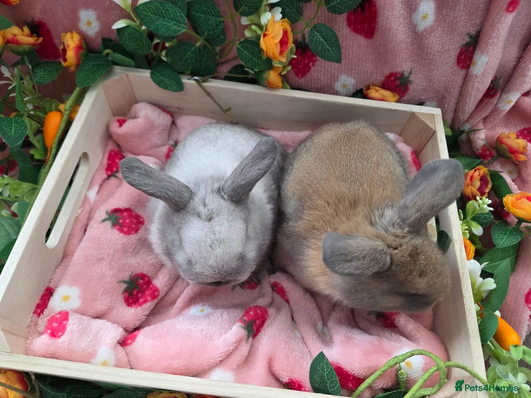 Mini Lop rabbits for sale: sooty fawn & Smoke Pearl Cashmere mini lop 8weeks - Advert 16