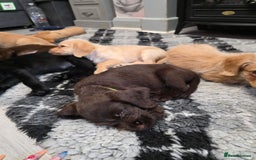 Mixed Breed dogs for sale: Labrador x cockapoo puppies - Image 21