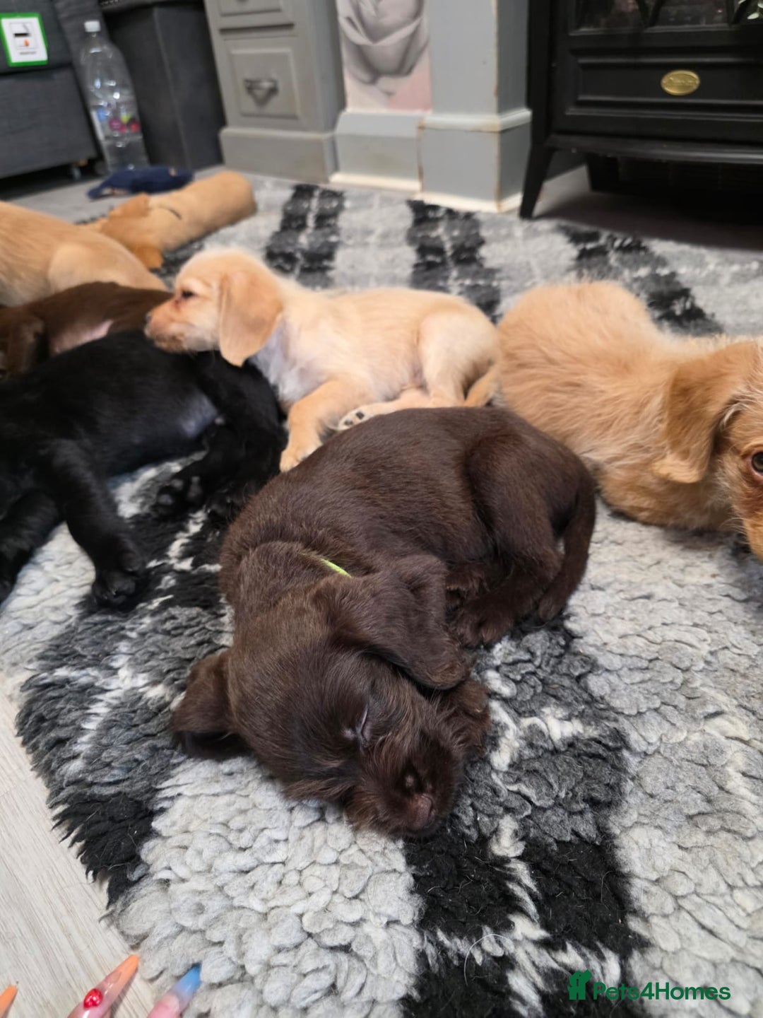 Mixed Breed dogs for sale: Labrador x cockapoo puppies - Image 21
