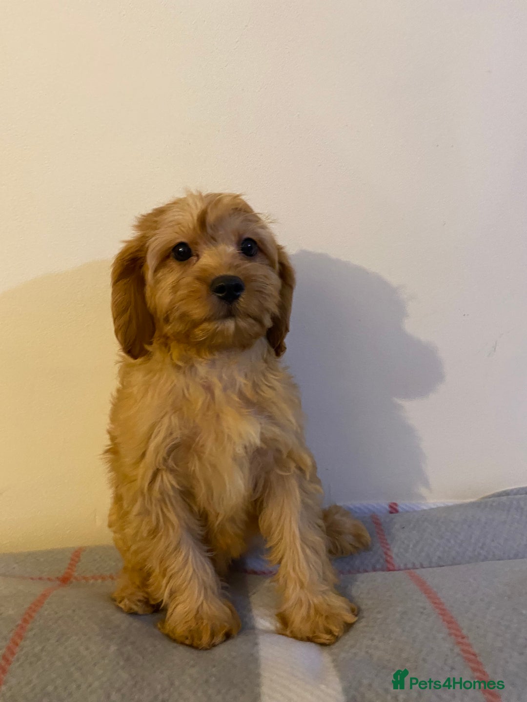 Cavapoo dogs for sale: Beautiful Cavapoo Puppies Available  - Advert 7