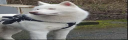 Siberian Husky dogs for sale: 2 female Beautiful White Husky Puppies Ready Now. - Advert 27