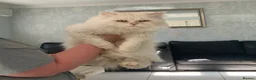 Persian cats for sale: Beautiful white fluffy Persian male 3 years old - Advert 2