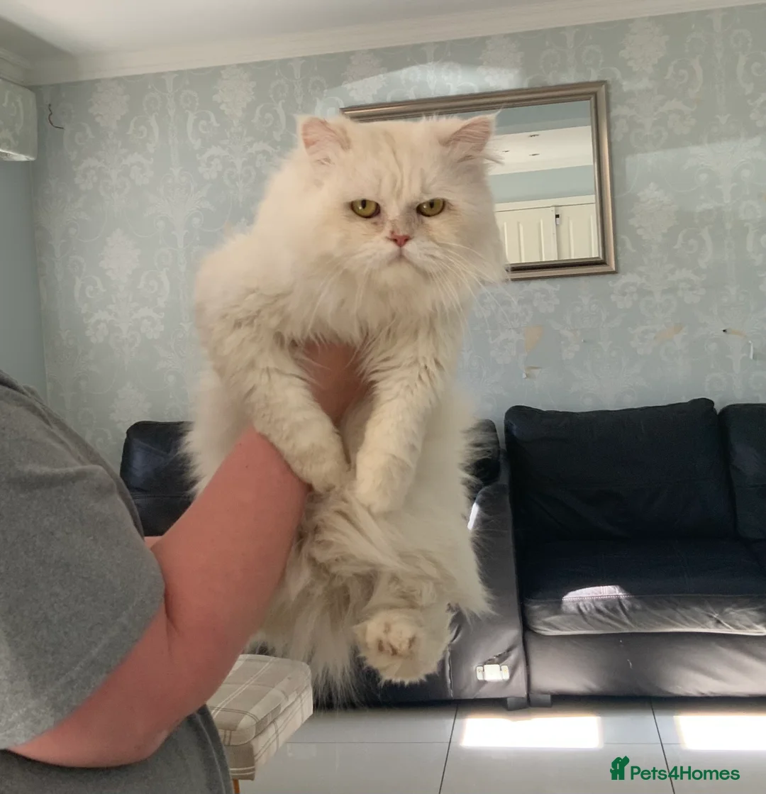 Persian cats for sale: Beautiful white fluffy Persian male 3 years old - Advert 2