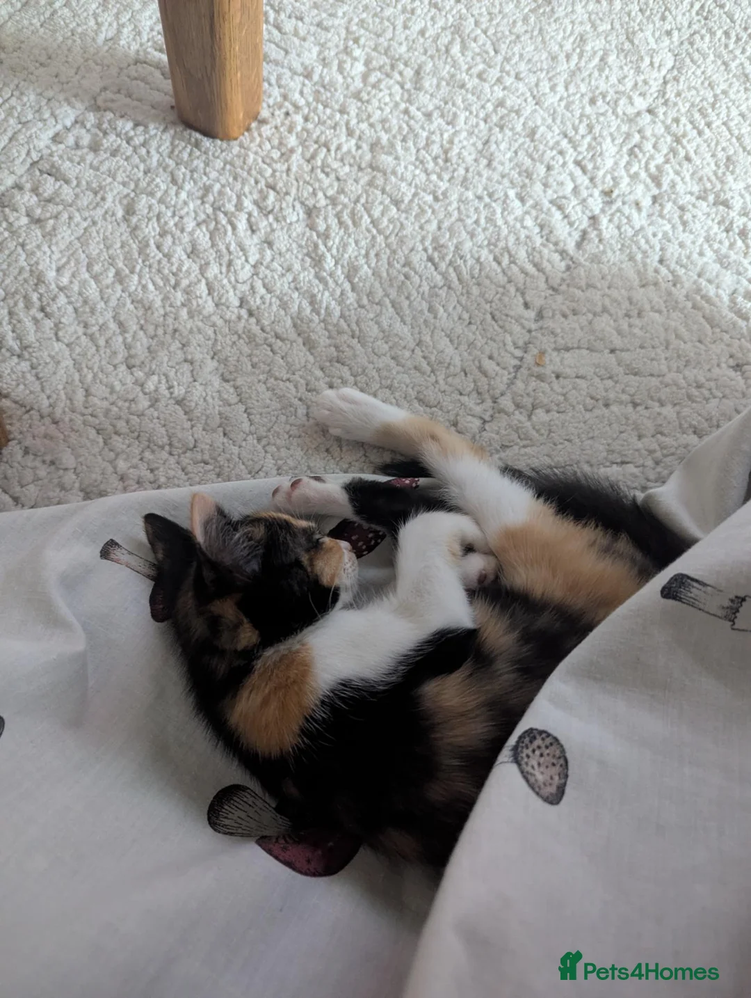 Mixed Breed cats for sale:  Baby girl  - Advert 3