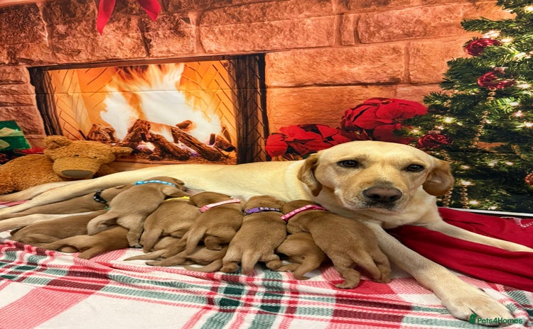 Labrador Retriever dogs - Advert 2