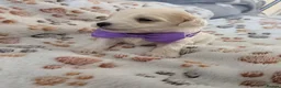 Maltipoo dogs for sale: Maltipoo - Advert 9