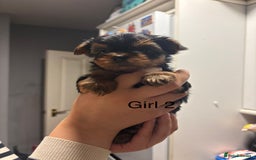 Yorkshire Terrier dogs for sale: Mini Yorkshire Terries  - Image 5