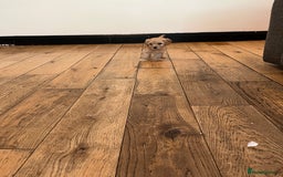 Cavapoo dogs for sale: Stunning Cavapoo puppies - Image 11