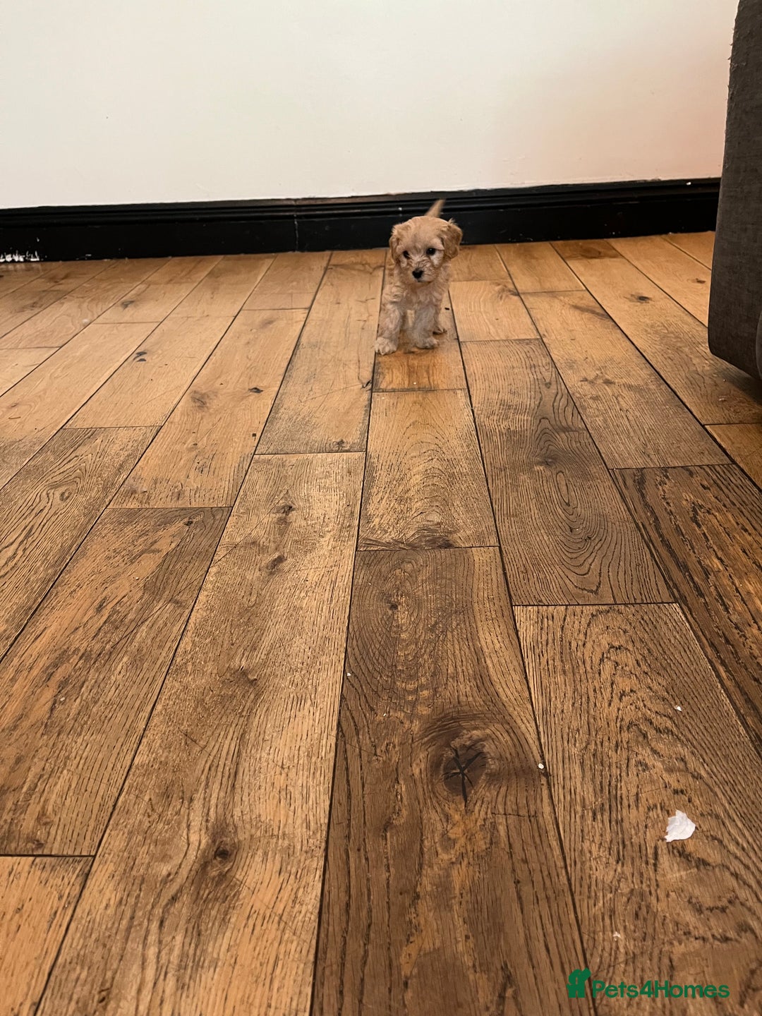 Cavapoo dogs for sale: Stunning Cavapoo puppies - Image 11