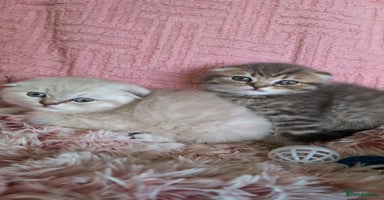 Scottish Fold cats - Advert 10