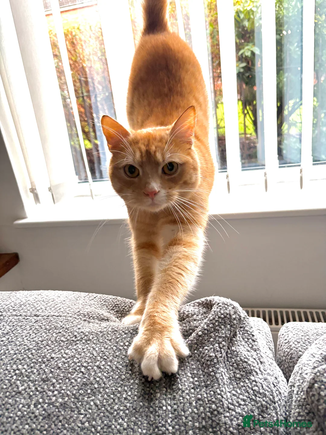 Mixed Breed cats for sale: Male Ginger Cat (1 Year Old) - Advert 2