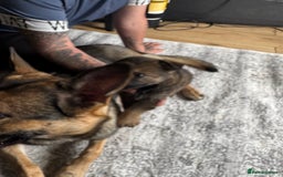 German Shepherd dogs for sale: 3 German shepherd puppies - Image 11