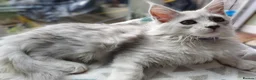 Maine Coon cats for sale: TICA REGISTERED GORGEOUS MAINE COONKITTENS - Advert 8