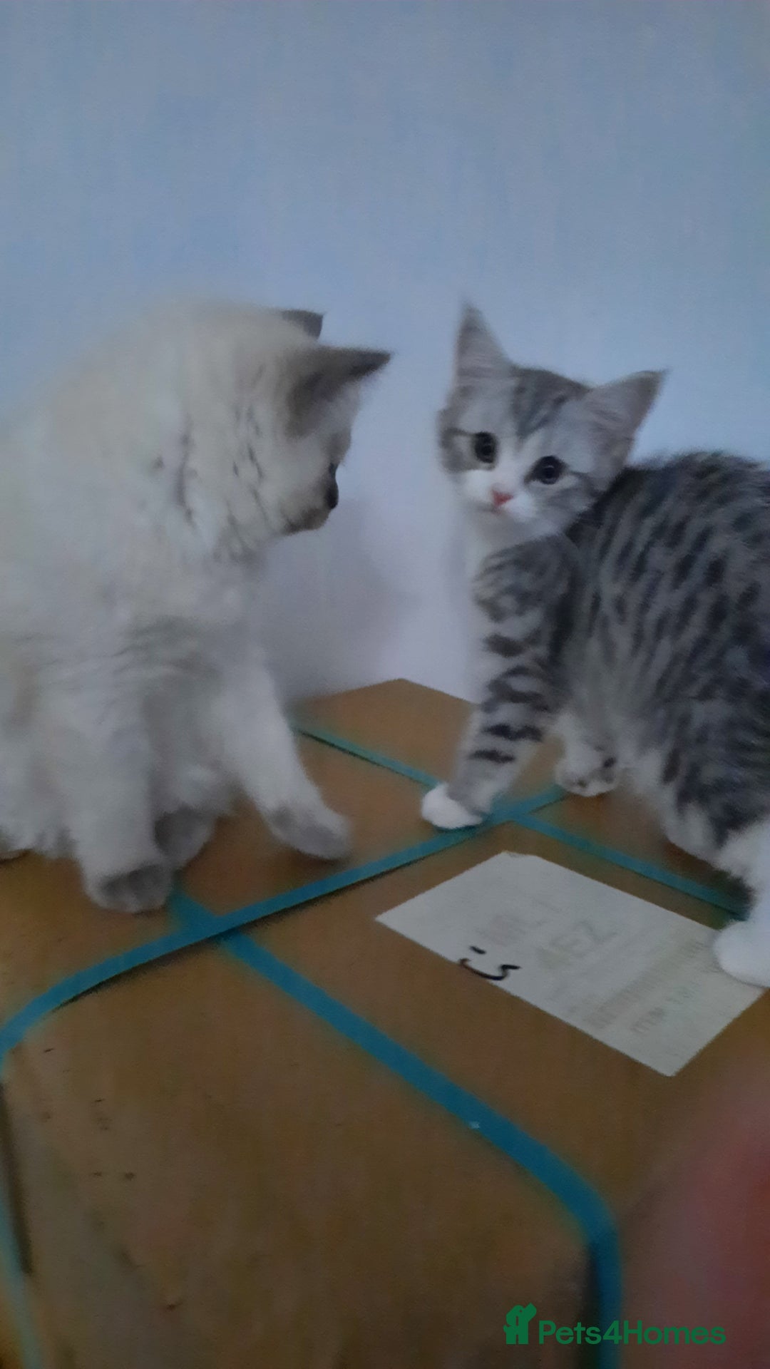 Ragdoll cats for sale:  Ragdoll Tortie - Advert 7