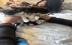 Domestic Shorthair cats for sale: Adorable Black & White Kittens  - Image 1