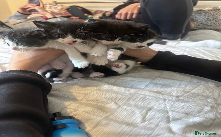 Domestic Shorthair cats - Advert 2