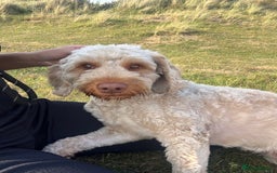 Cockapoo dogs for stud: Ralph 2 year old cockapoo stud £100 - Image 2