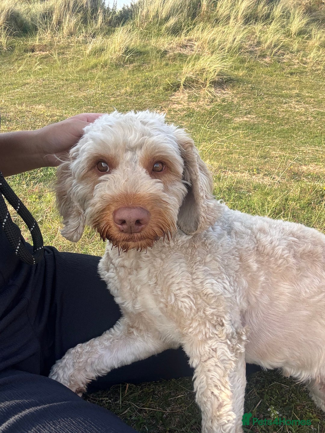 Cockapoo dogs for stud: Ralph 2 year old cockapoo stud £100 - Image 2