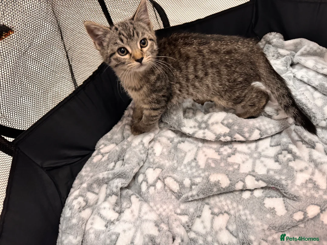 Mixed Breed cats for sale: Tabby kittens available  - Advert 11