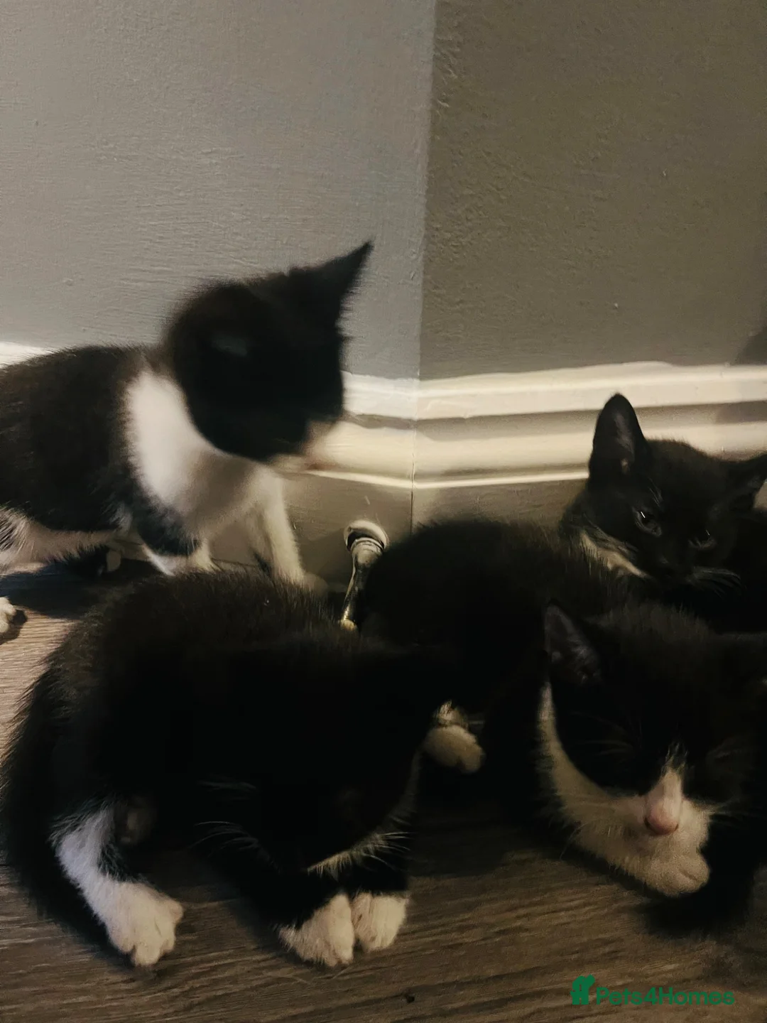Mixed Breed cats for sale: Tuxedo Kittens  - Advert 7