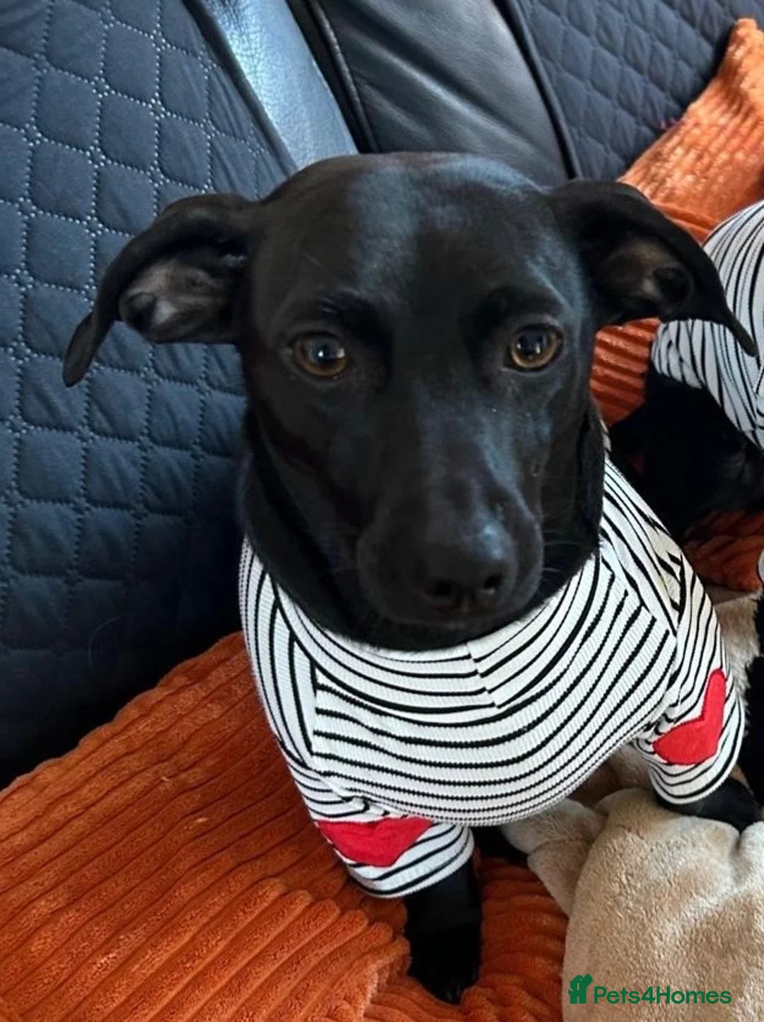 Mixed Breed dogs for sale: Daschund looking for cuddles! - Advert 1