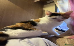 Maine Coon cats for sale: boy kitten  - Image 3