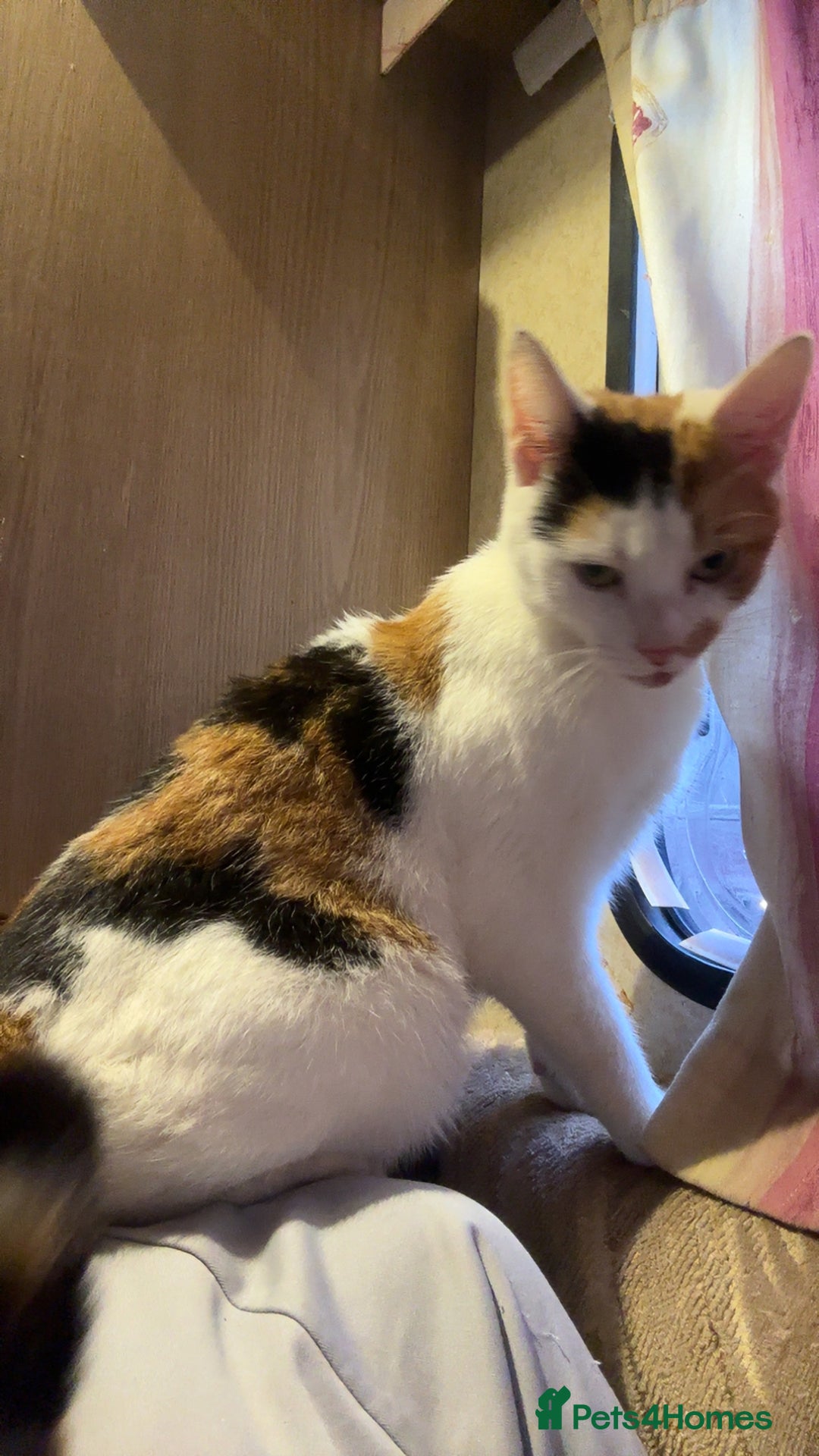 Maine Coon cats for sale: boy kitten  - Image 3