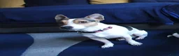 Jack Russell dogs for stud: FOR STUD ONLY - Advert 2