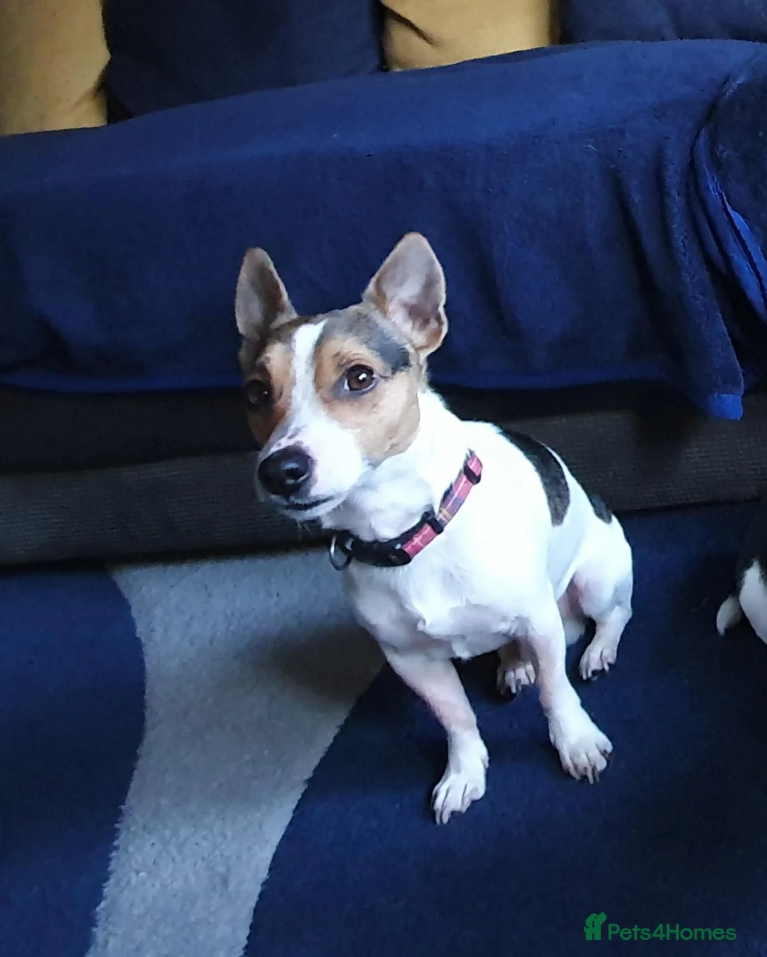 Jack Russell dogs for stud: FOR STUD ONLY - Advert 2