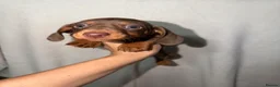 Miniature Dachshund dogs for sale: 🤩Beautiful miniature dachshund puppies🤩  - Advert 8