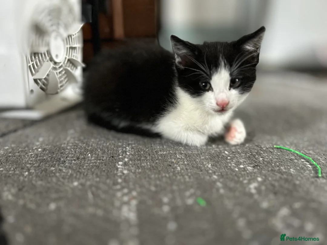 Mixed Breed cats for sale: Kittens are looking for a home  - Advert 16