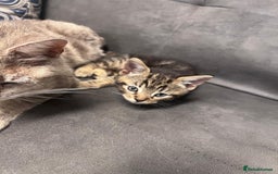Domestic Shorthair cats for sale: 3 Beautiful tabby x British Short Hair ready - Image 8