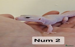 Leopard Gecko reptiles for sale: Blacknight macksnows and supersnows in tremper - Image 10